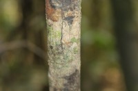 Stemonoporus moonii Thwaites